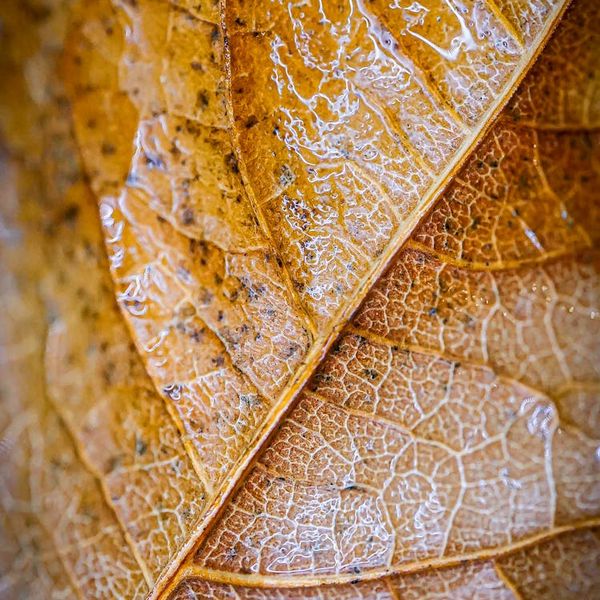 A single leaf with water droplets, symbolizing simplicity and nature.